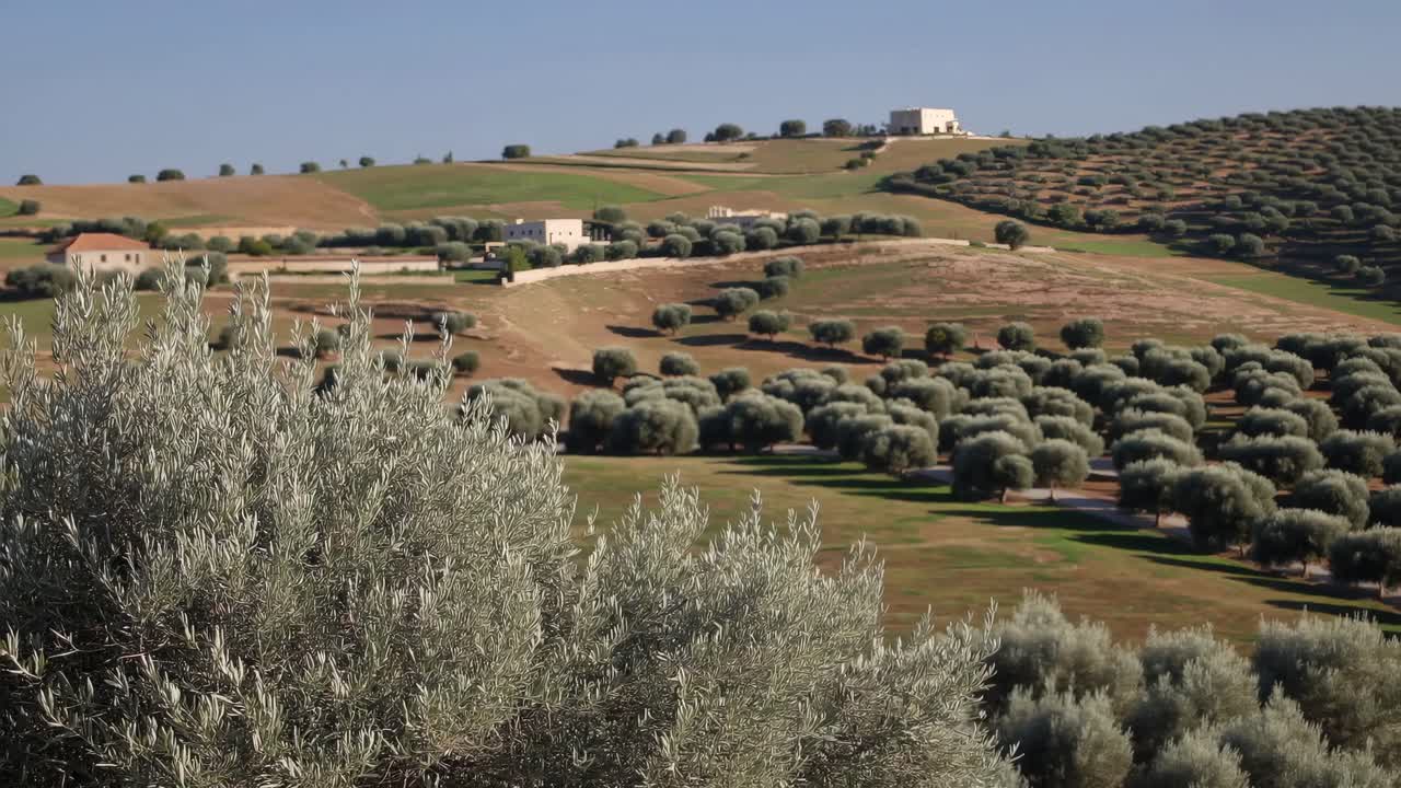 Video aereo di un pittoresco paesaggio rurale con dolci colline, uliveti e aree disseminate
