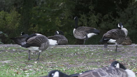 group of grey feathered swans preening feathers