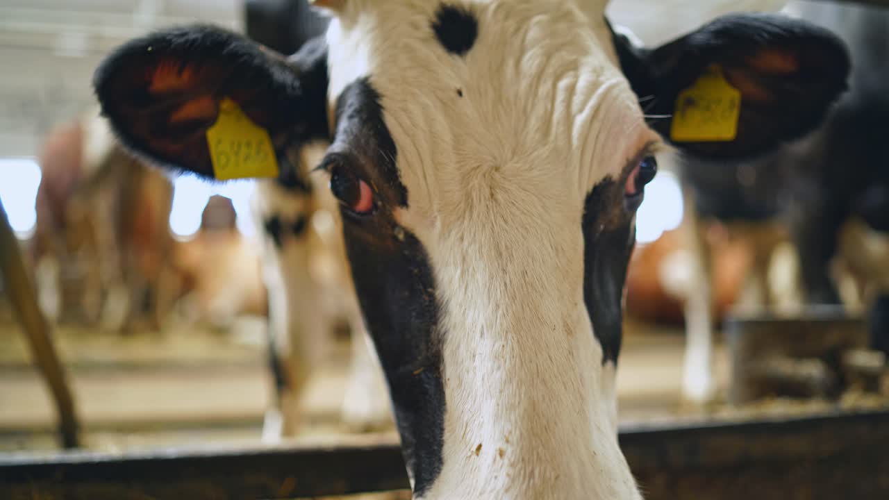 Cow's muzzle and nose close-up. Black and white head of the cow in the farm barn. Dairy cow indoors.