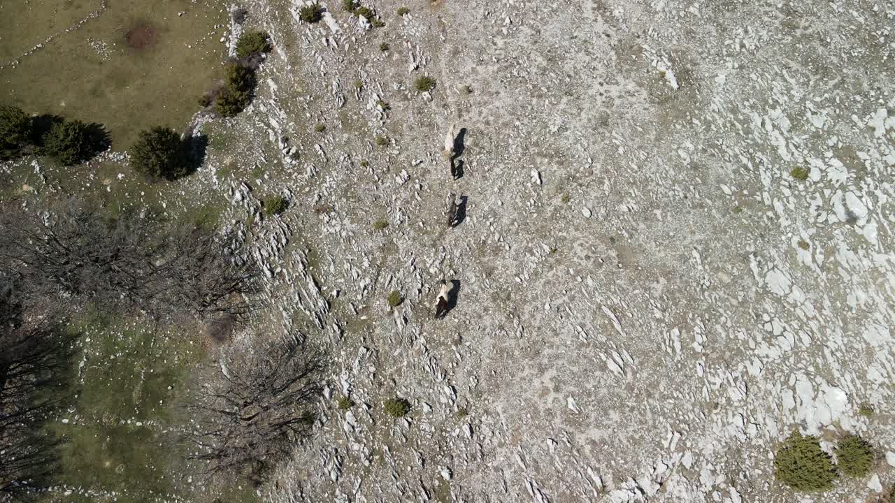 산악 풍경에서 구르는 종마