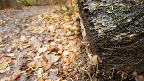 Mushrooms-growing-on-fallen-tree-log-in-autumn-woodland-forest-dolly-right