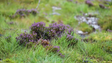 primer plano a nivel del suelo del arbusto de brezo rosa en el paisaje nórdico