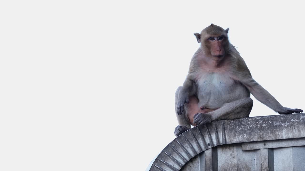 カニクイザル (Macaca fascicularis)、タイ、ロッブリー