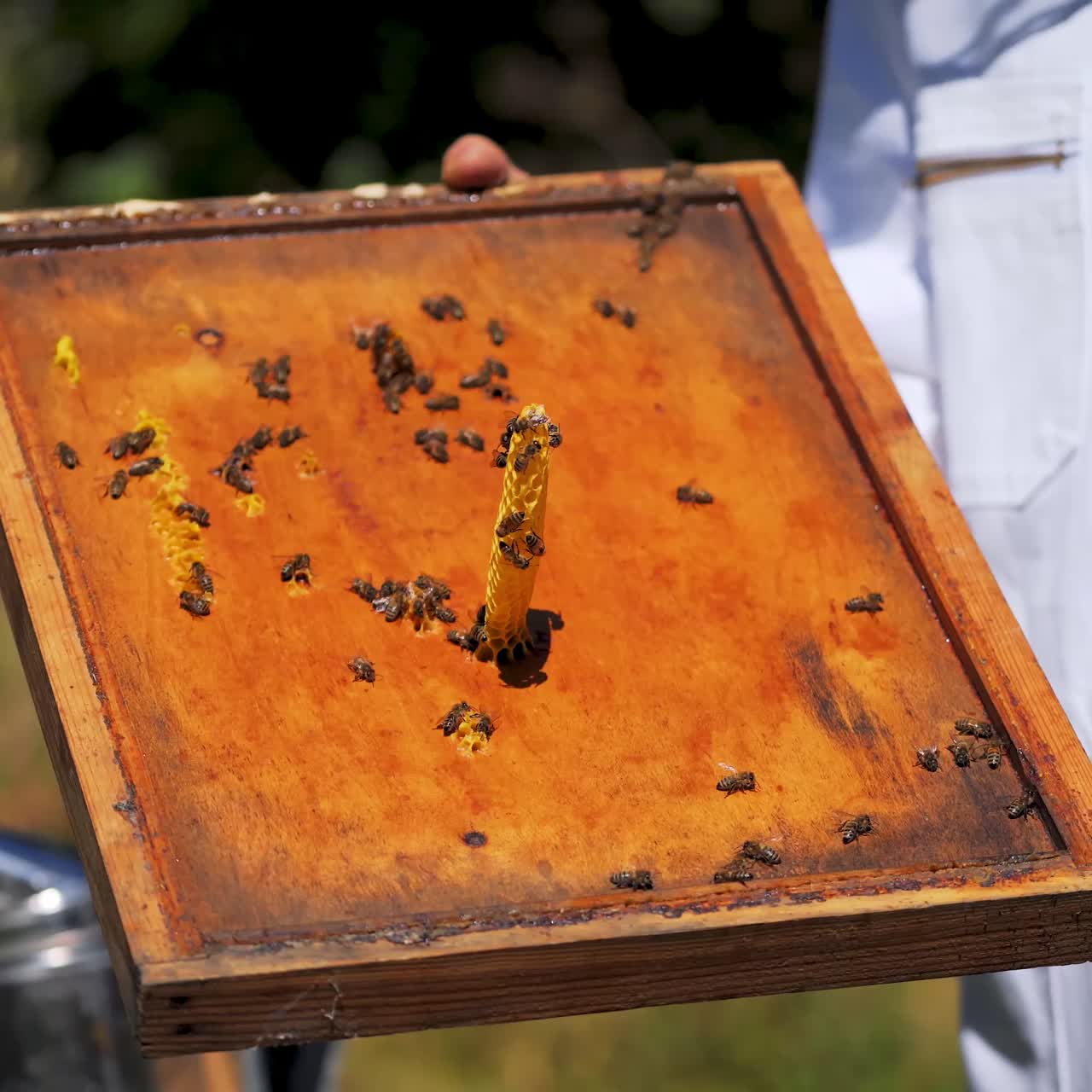 Bee cover of a hive in beekeeper's hands. Honeycomb in a special form and bees on a wooden board outdoors. Apiculture concept