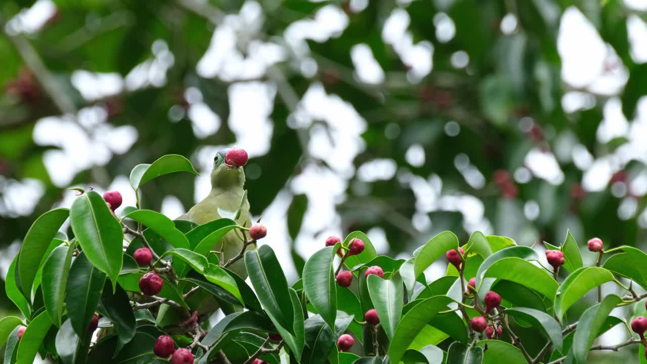 Seen eating a fruit on top of a branch during a windy morning, Thick-billed Green-Pigeon Treron curvirostra, Thailand