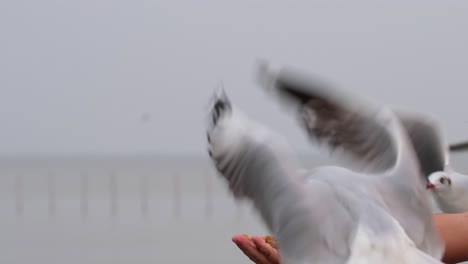 seagulls snatching food from a man's hand, bang pu recreation center, samut prakan, thailand