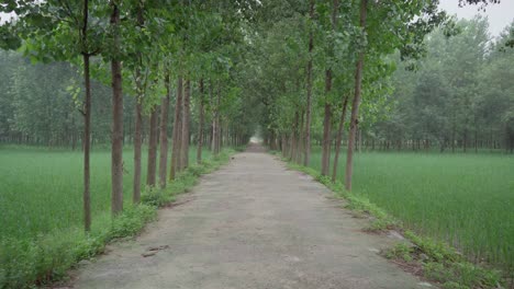 Un-Día-Nublado-Y-Ventoso-En-Una-Granja-En-El-Norte-De-La-India