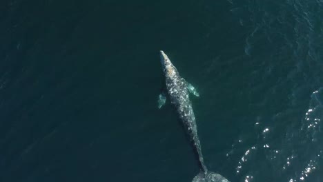 aerial view of a grey whale with scars on its back