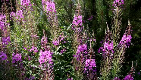 pink flowers in a lush green garden