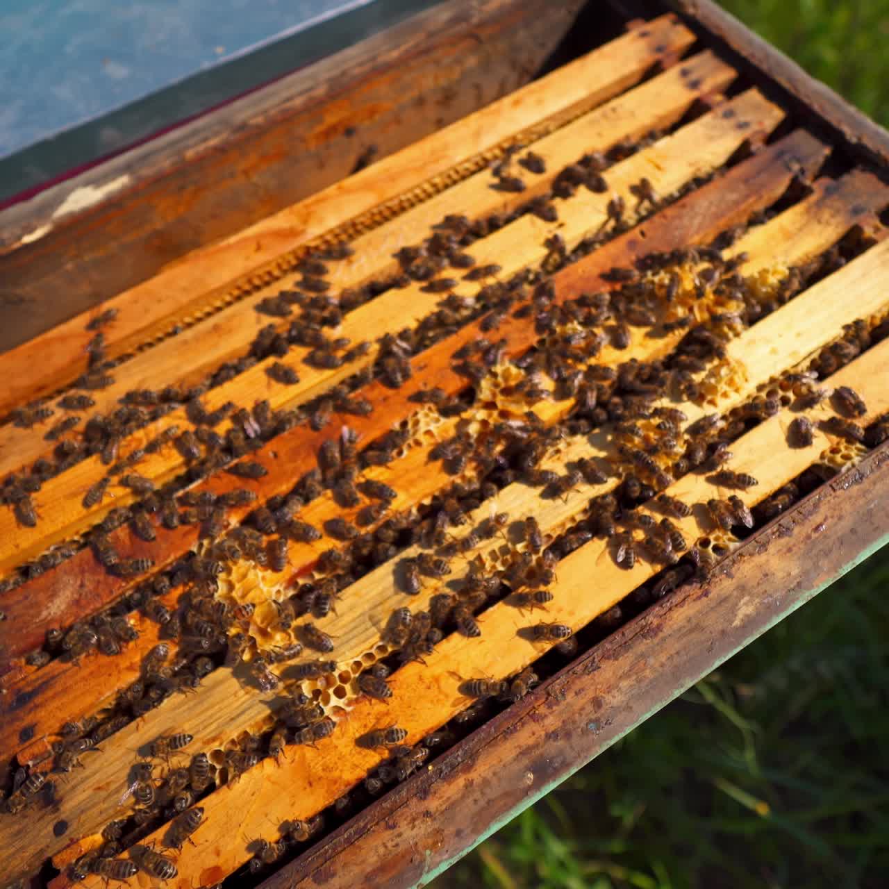 Bees inside the hive. Bees crawling on wooden frames and make honey. An open beehive with bees on green grass. Top view.