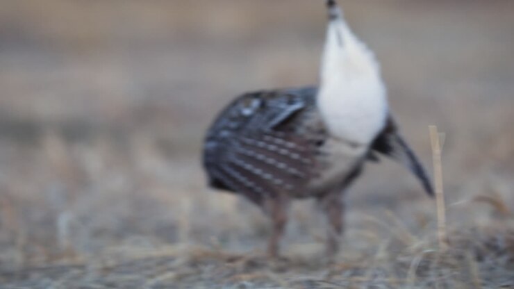 Extreme close up of Sharp-tailed grouse lekking and dancing, low angle