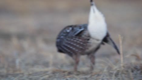 extreme close up of sharp-tailed grouse lekking and dancing, low angle