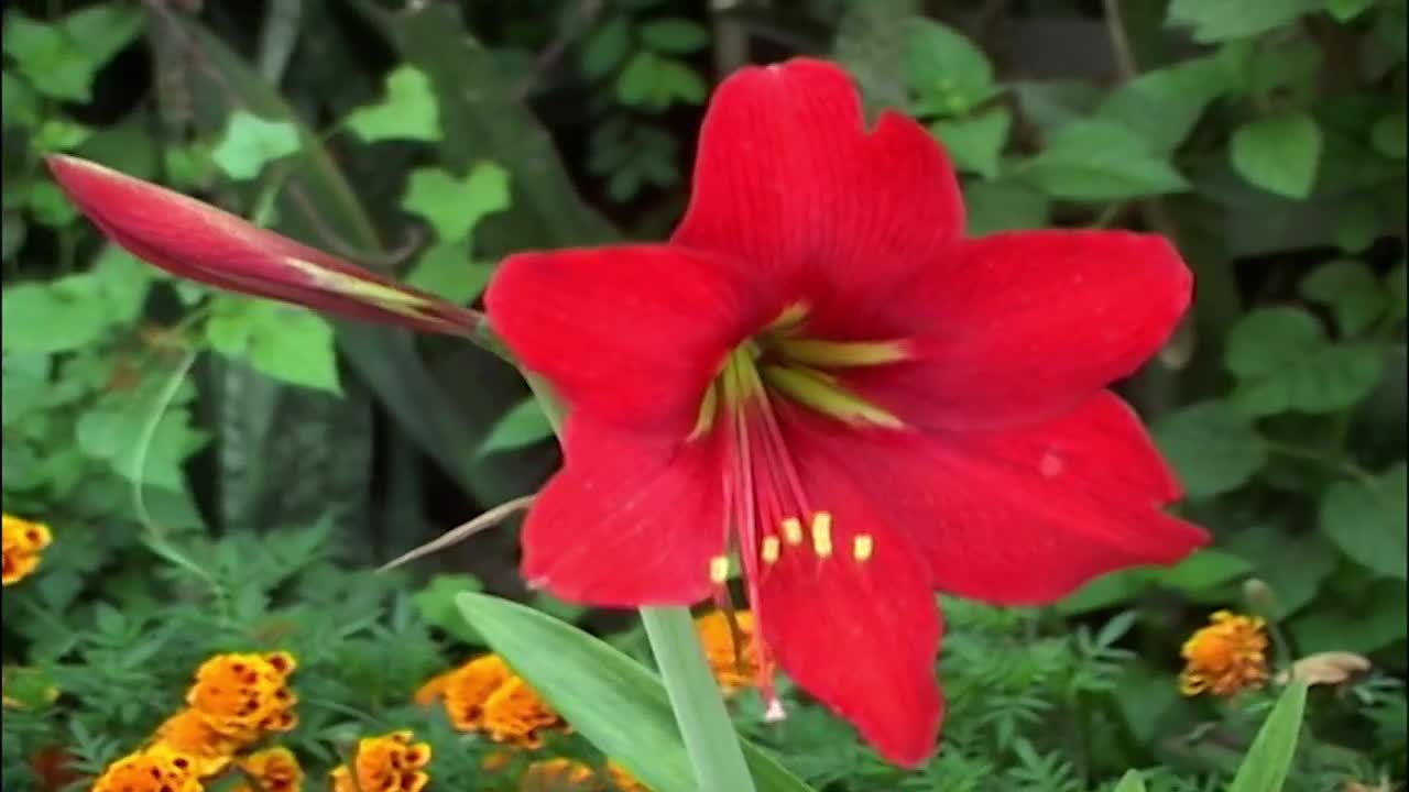 Red Amaryllis Flower