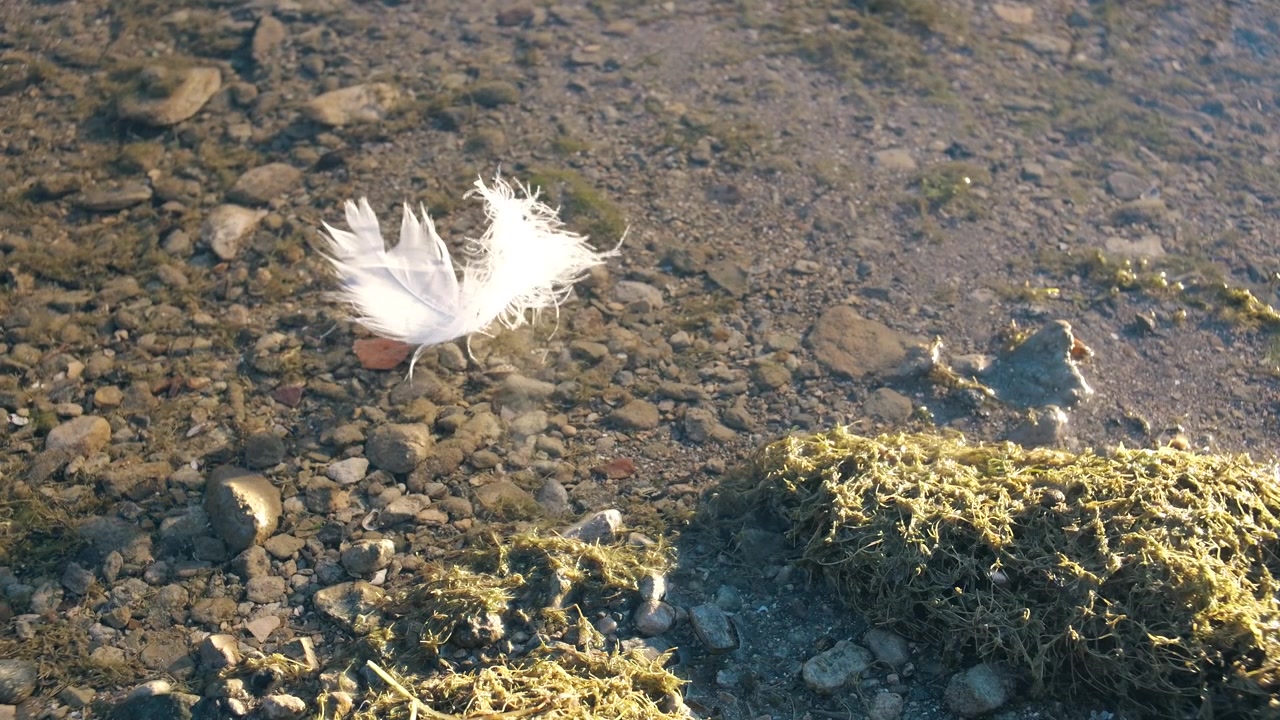 Hvid fjer, der flyder på lavt vand nær Walensee, omgivet af sten og mos.