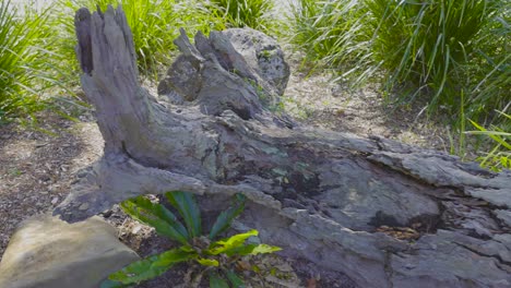 un árbol caído rodeado de vegetación exuberante