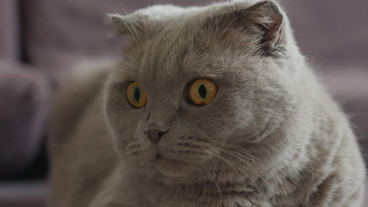 Majestic Cat Features Detailed Fur Texture, Furry Scottish Fold Displays Intricate And Textured Coat Features, Photograph Capturing Regal Feline With Richly Textured Fur And Captivating Expression