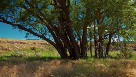 Windy-day-in-the-countryside-of-New-Zealand-with-high-yellow-grass-and-weeping-willow-trees