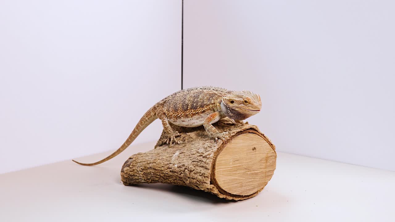 A bearded dragon rests on a log in a well-lit, minimalist environment, showcasing its natural behavior and texture