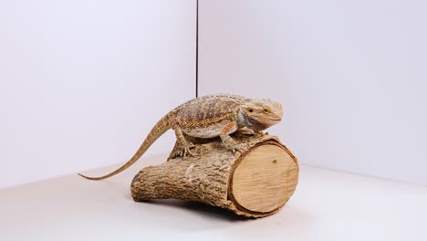 a bearded dragon rests on a log in a well-lit, minimalist environment, showcasing its natural behavior and texture