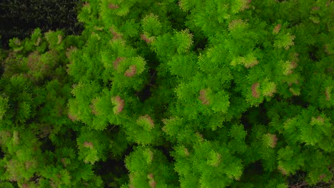 beautiful trees in a farm during the sunset in moshi town tanzania