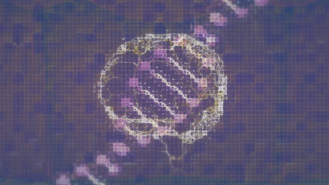 Animation-Des-Gehirns-über-Einem-DNA-Strang