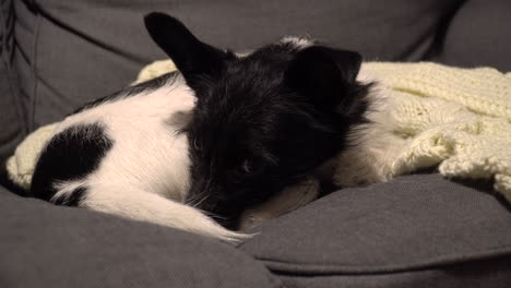 Perro-Con-Pelaje-Blanco-Y-Negro-Descansando-En-El-Sofá