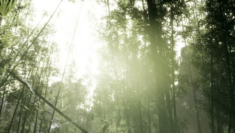 Windy-Tranquil-Arashiyama-Bamboo-Grove