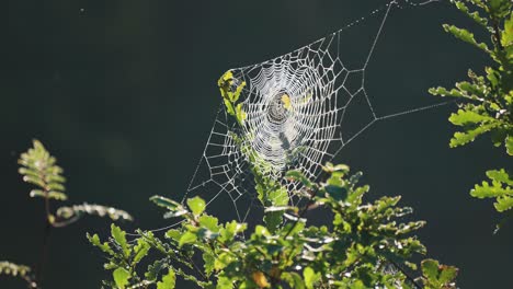 delicate spiderweb backlit by the low morning sun suspended between the oak tree branches