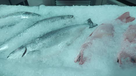 pescado fresco en hielo