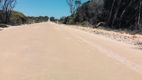 camino forestal de la isla canguro rodeado de árboles altos a ambos lados del camino