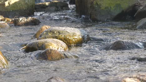 Fish-swimming-upstream-in-Lapland,-Northern-Finland