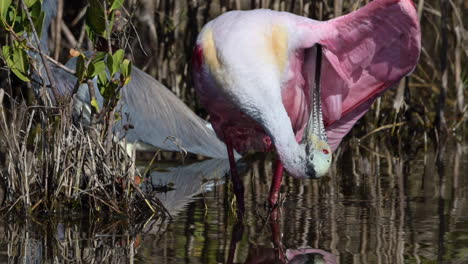 Roseate-spoonbill-preening-feathers-underside-of-wing,-at-Merrit-Island,-Florida