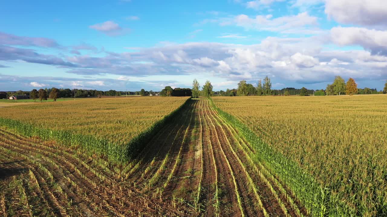 campo de maíz - pista de callos recién cortados en