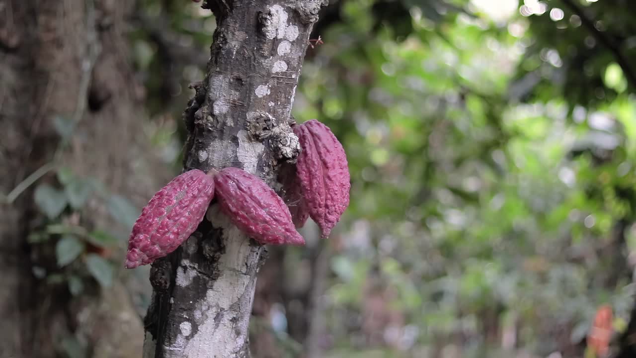 detalle de algunas frutas de cacao en uno de los árboles de una gran plantación