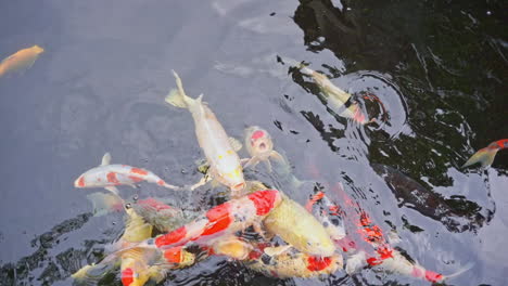 Colorful-Koi-fishes-gathers-near-the-pond's-surface-as-they-anticipate-food