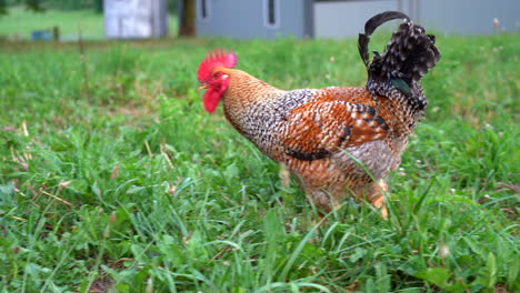 un gallo deambulando por la hierba verde en el pasto