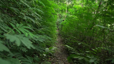 jungle trail path through dense forest nature green plants canopy leaves bali