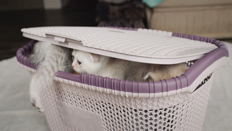 some funny cute kittens peek out of the basket