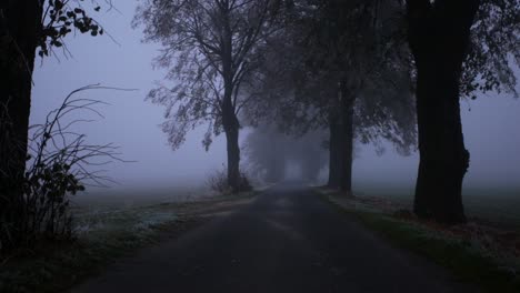 foggy morning in the street with trees on both sides -  wide shot