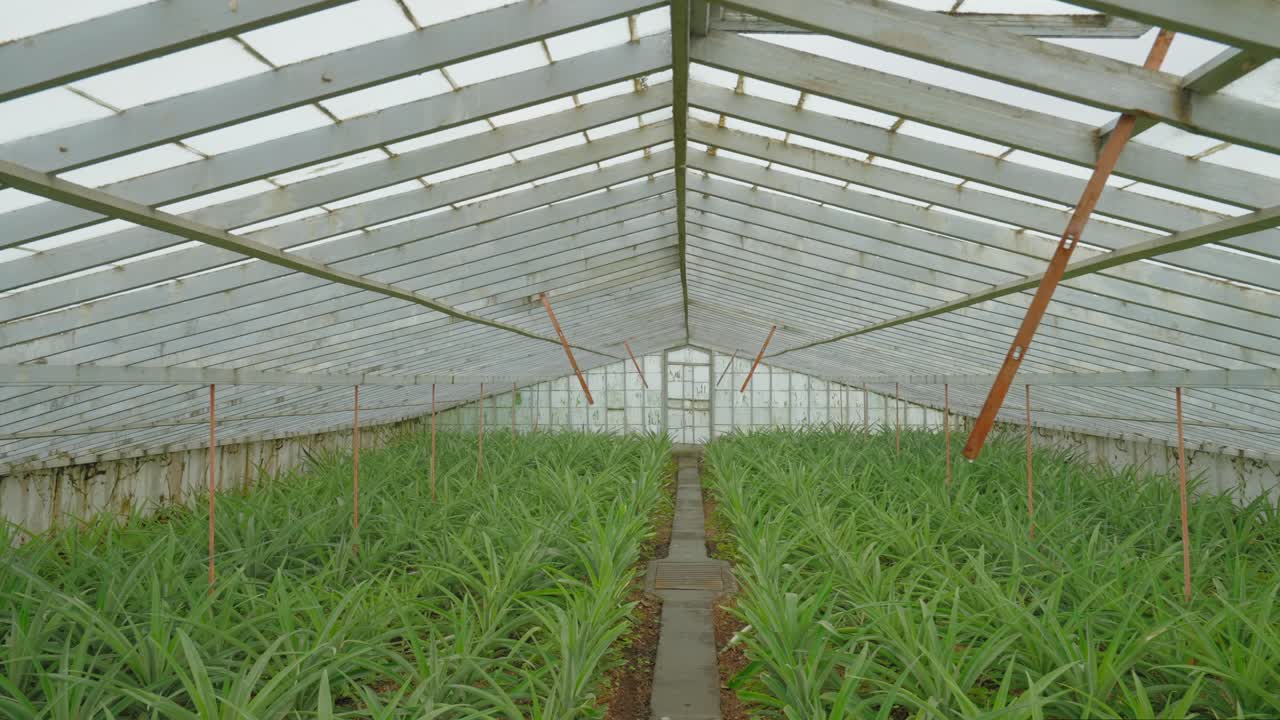 Azores: Push-In Shot of Pineapple Plantation Greenhouse in Faj&atilde; de Baixo