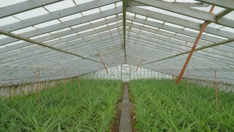 azores: toma push-in del invernadero de la plantación de piña en fajã de baixo