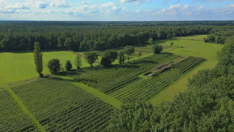 beautiful northen european trees lines up in a field in limburg belgium