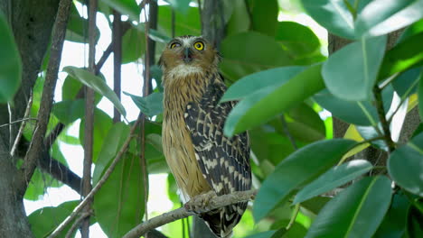 buffy fish owl perched on tree in hampstead wetlands park, singapore