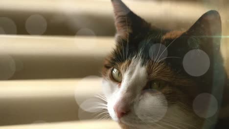 spots of light against close up of a cat at home