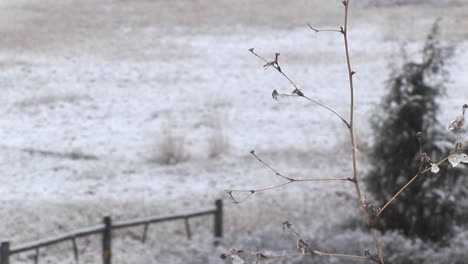 在草原上短暂的降雪后, 一些叶子粘在小树的干燥树枝上