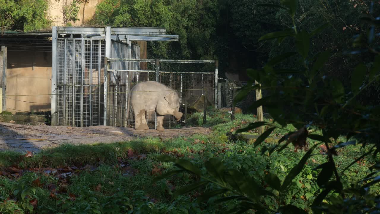 포로로 잡힌 어린 코끼리가 발에서 을 아내고 있다