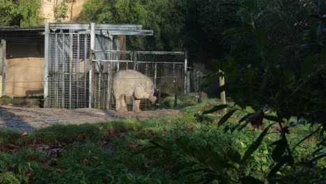 un elefante joven en cautiverio limpiando la suciedad de su pie