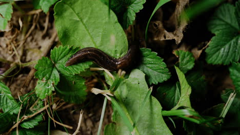 a snail crawls through the forest, slowly making its way across the green leaves, leaving a glistening trail behind as it explores its leafy surroundings