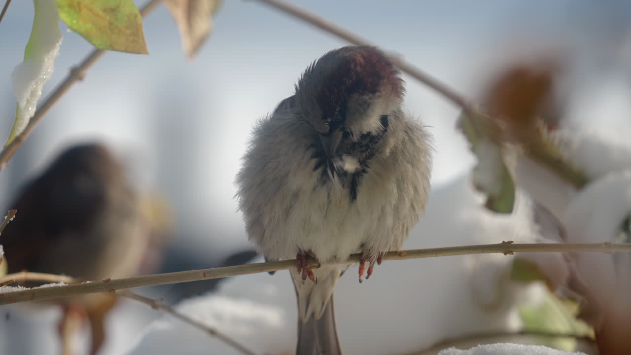 Beautiful Sparrow bird on tree branch in winter season, close up slow motion shot