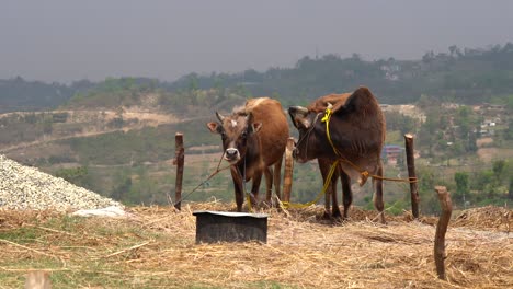 two cows tied outdoors in the sunshine on the top of a hill